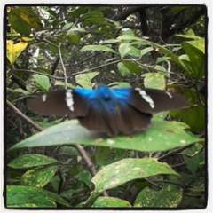 Astraptes fulgerator azul