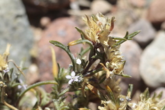 Ipomopsis gossypifera