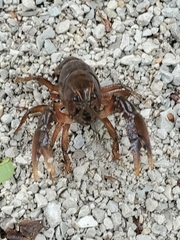 Procambarus gracilis