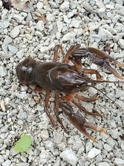 Procambarus gracilis