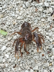 Procambarus gracilis