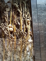 Centipeda crateriformis