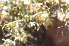 Ipomopsis gossypifera