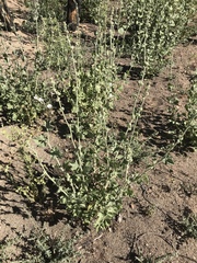 Malacothamnus orbiculatus