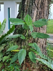 Magnoliopsida