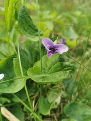 Viola kamtschadalorum