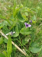 Viola kamtschadalorum