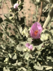 Malacothamnus orbiculatus