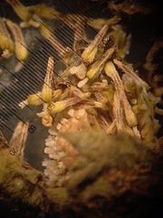 Centipeda cunninghamii