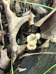 Lentinellus micheneri