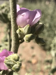 Malacothamnus orbiculatus