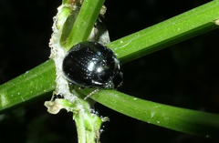 Chrysolina oricalcia