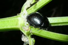 Chrysolina oricalcia