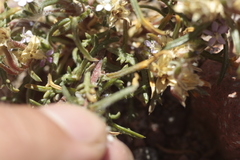 Ipomopsis gossypifera