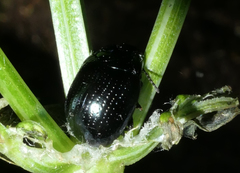 Chrysolina oricalcia