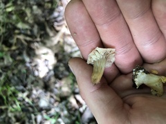 Lentinellus micheneri