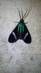 Mydromera notochloris