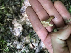 Lentinellus micheneri