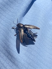 Buprestis lineata