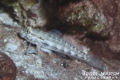Gnatholepis cauerensis