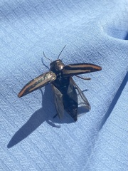 Buprestis lineata