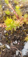 Sedum stenopetalum