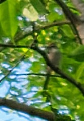 Regulus satrapa satrapa