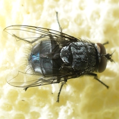 Calliphora livida