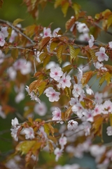 Prunus serrulata