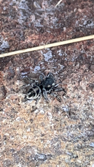 Habronattus coecatus