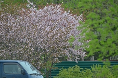 Prunus serrulata
