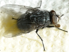 Calliphora livida