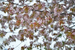 Prunus serrulata
