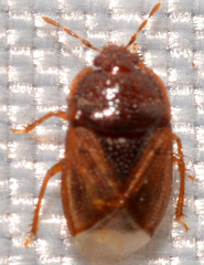 Amnestus pallidus