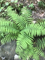 Deparia