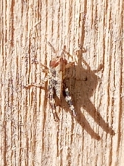 Melanoplus punctulatus