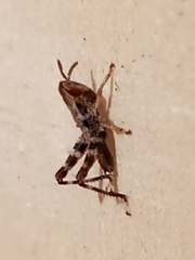 Melanoplus punctulatus