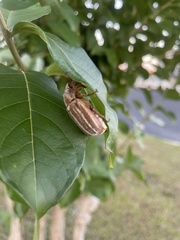 Polyphylla occidentalis