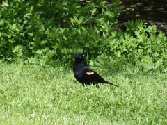 Agelaius phoeniceus caurinus