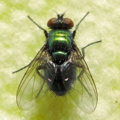 Lucilia illustris