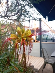 Erythrostemon gilliesii