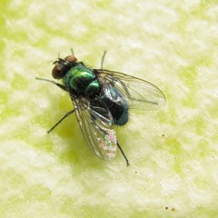Lucilia illustris