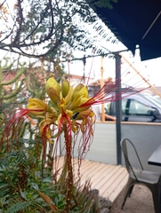 Erythrostemon gilliesii