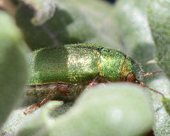 Dystaxia murrayi