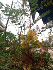 Erythrostemon gilliesii