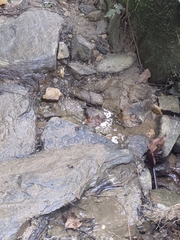 Colostethus ruthveni