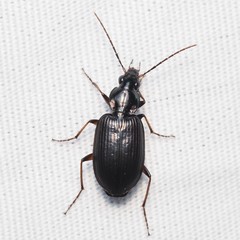 Agonum texanum