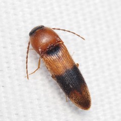 Ampedus areolatus