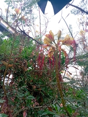 Erythrostemon gilliesii