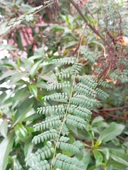 Erythrostemon gilliesii